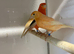 Breeding pairs of Red factors