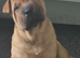 Fawn shar pei