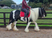 14.3hh 11 year old mare