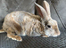 Light Fawn Adult Male Rex Bunny