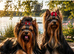 BABY FACE YORKSHIRE TERRIERS KC DNA TESTED PARENTS