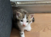 2 boy kittens