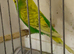 Hen adult budgie