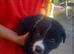Border collie puppies