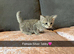 Silver Tabby & Brown Tabby Kittens