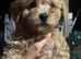 Beautiful Toy Poodle Puppies !!READY NOW!!
