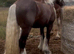 Silver dapple - lightly broken to ride