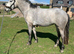Connemara mare