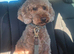 KC Registered Miniature Poodle