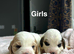 Adorable cockapoo ready from 10th July
