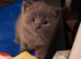 Cute grey kitten