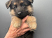 Long haired German shepherd puppies