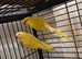 Pair Lutino ringneck
