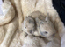 Mini Rex cross