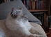 Handsome Blue Tabby Lynx Ragdoll
