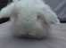 2x teddywidder adult females