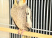 proven young pair of cockatails
