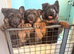 Blue and Tan shepherd puppies