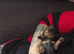 Minature dachshunds