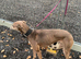 Mika 15 month old collie bull greyhound