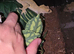 2 crested geckos