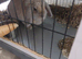 10 month old Fawn colour Female