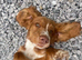 Cocker spaniel