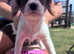 Gorgeous Cav Puppies