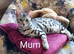 Silver Rossetted Bengal Kittens