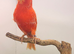 Red factor proven pair canary
