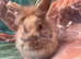 Lionhead rabit for rehome