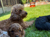 Cavapoo Puppies forsale Ready to leave 22 May 2026