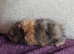 Beautiful baby guinea pigs