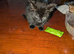 3 beautiful kitten