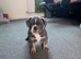 Olde English bulldogge