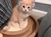 Male kittens
