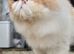 Pedigree Persian CFA Champion Male Cat