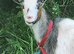Pygmy nanny goat