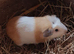Baby guinea pig