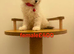 Beautiful Ragdoll cats for sale.