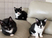 4 cross breed kittens