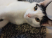 White and black kitten