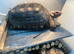Male Red foot