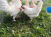 Leghorn crosses