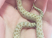 Albino Caramel &   Frosted 66% Het Albino 50% Het Sable