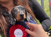Beautiful dapple miniature Dashund