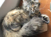 SIBERIAN FEMALE CAT