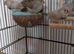 3 zebra Finch's for sell