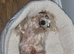 Beautiful blonde male Yorkie
