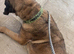 Selling my 2 year old male cane corso